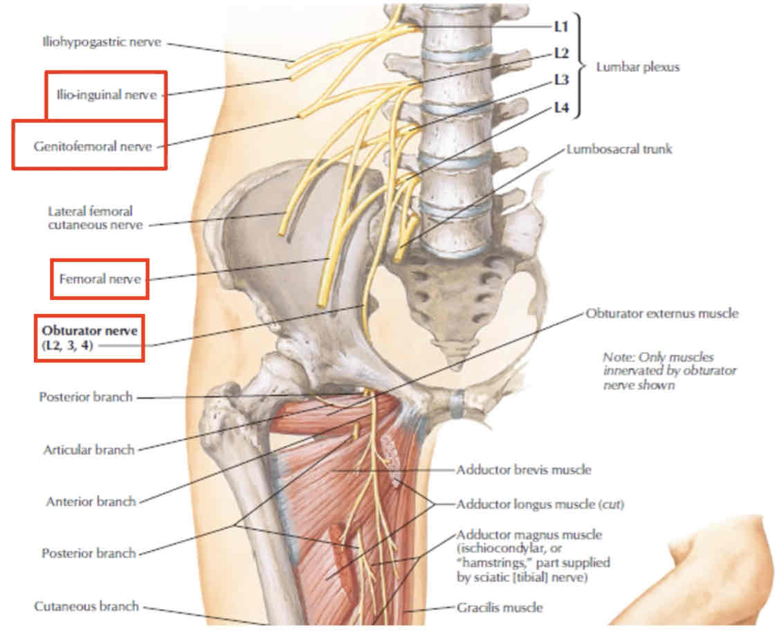 <p>passes anteriorly and inferiorly through the <strong>psoas</strong> major muscle on the posterior abdominal wall descends on the anterior surface of the psoas major</p><p><span data-name="black_small_square" data-type="emoji">▪</span> x branch</p><p>− innervates the anterior aspects of the perineum</p><p>  y branch</p><p>− passes through the inguinal ligament where it is lateral to the femoral artery</p><p>− passes superficially to innervate the skin over the upper central part of the anterior thigh</p><p>→ no motor function in the lower limb</p>