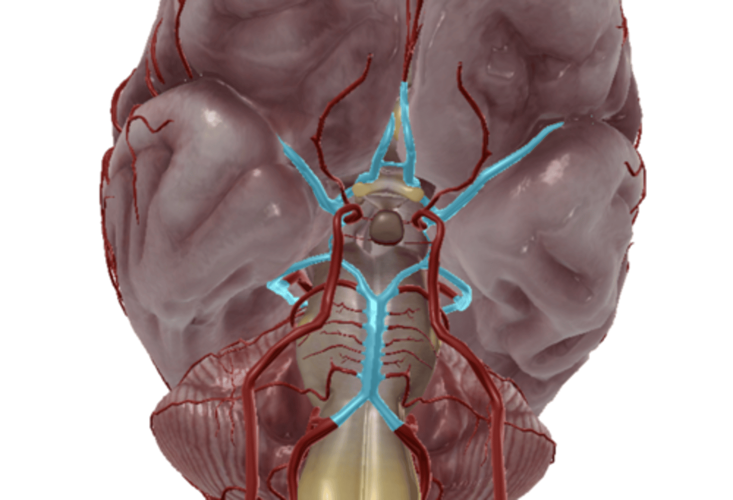 <p>A circle of arteries at the base of the brain that supply blood to the brain</p>