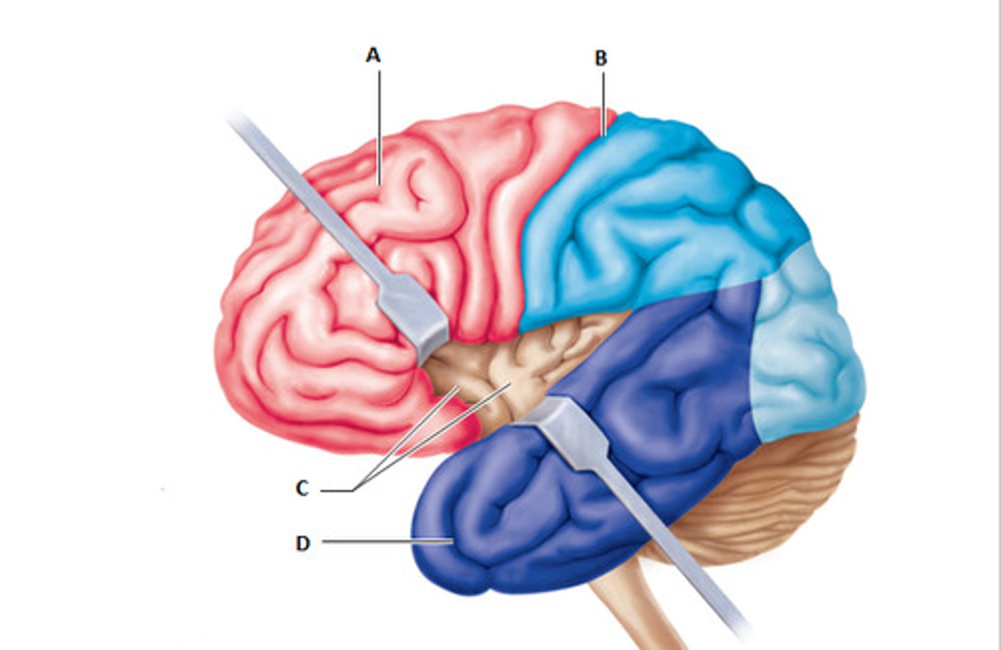 <p>emotions, perception, self-awareness, and bodily sensations like pain, temperature, and taste. It also helps with empathy, decision-making.</p>