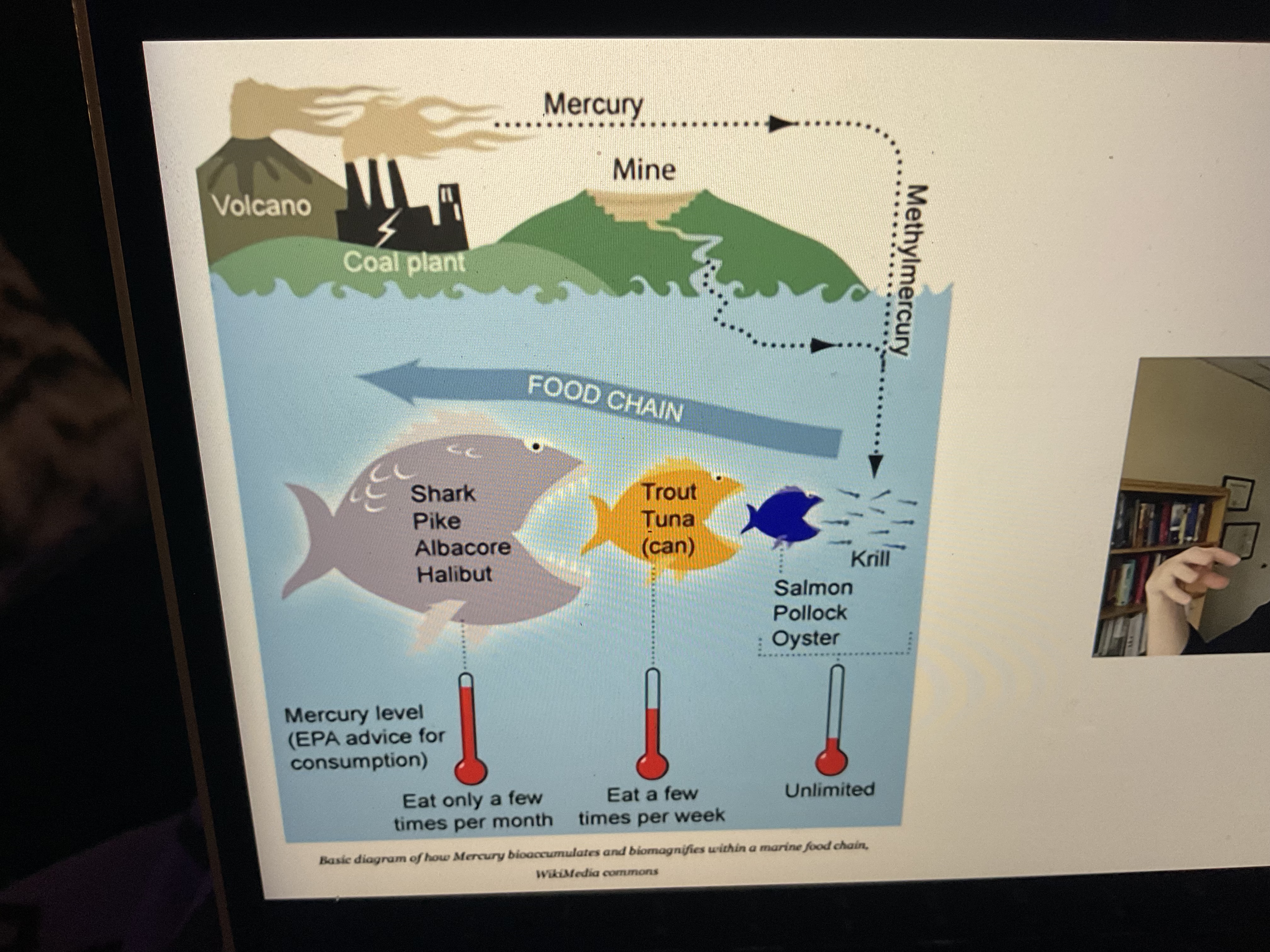 <p>Is when the amount of a chemical increases in the living organism overtime</p><p></p>