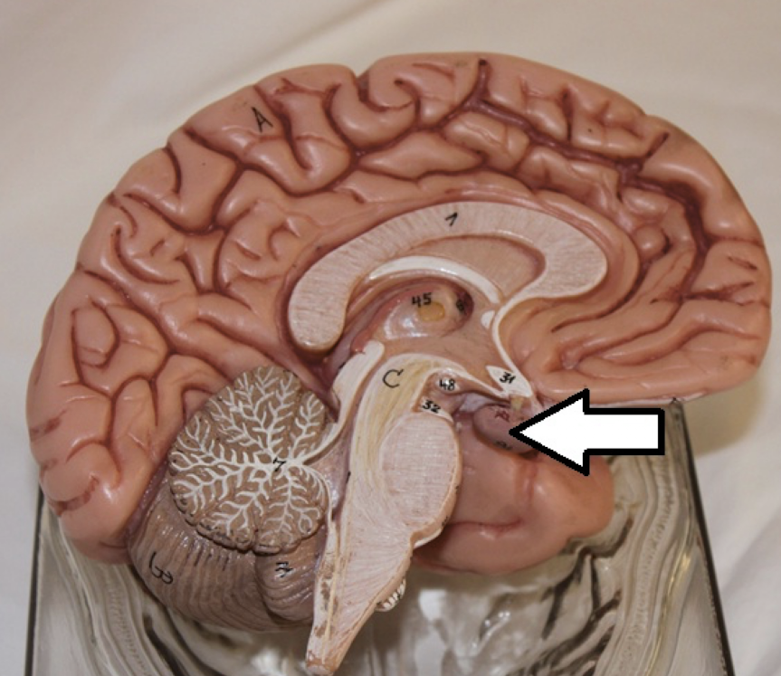 <p>pituitary gland</p>