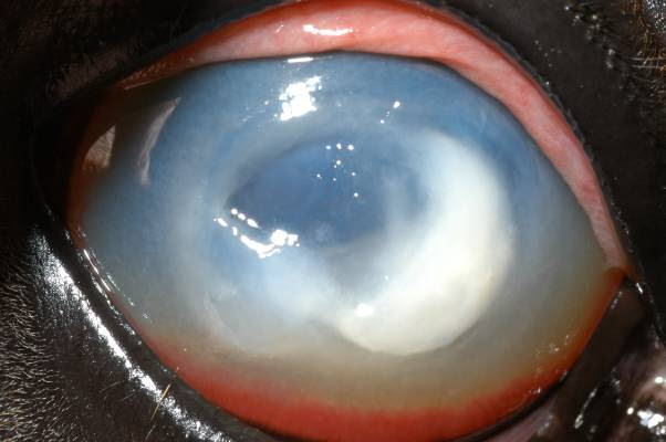 <p>A horse presents to you with a corneal ulcer. You are concerned because it appears to be infected, as shown in this image. You perform cytology and find gram negative rods. What is the most likely organism infecting the corneal ulcer in this horse?</p><p></p><p>Pasteurella multocida</p><p>Staphylococcus spp.</p><p>E. coli</p><p>Pseudomonas</p>
