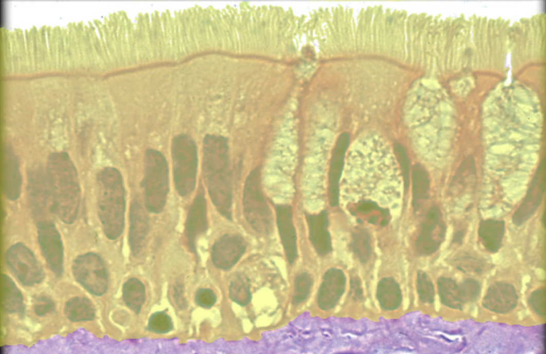<p>Identify tissue by the image</p>