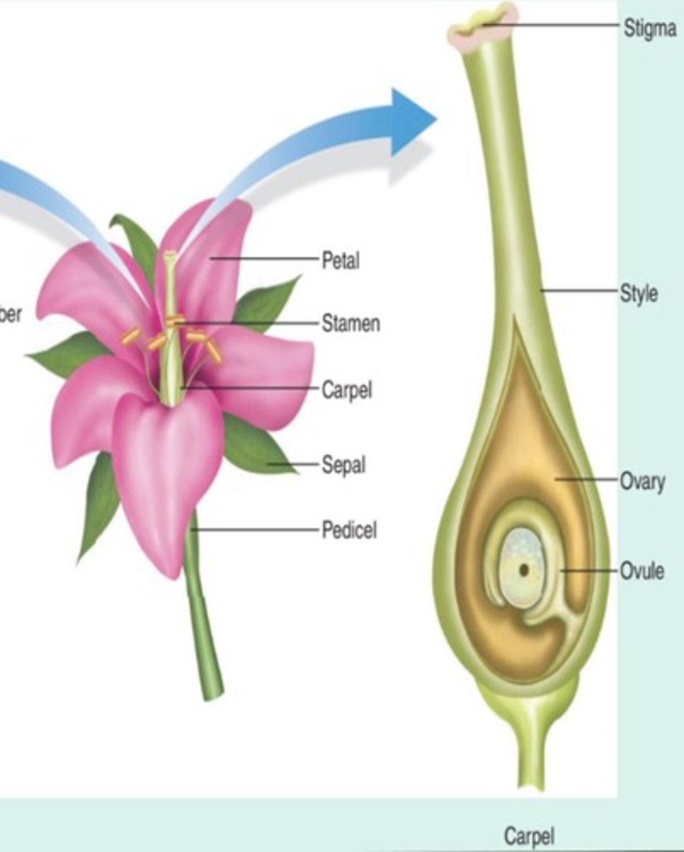 <p>To attract pollinators.</p>
