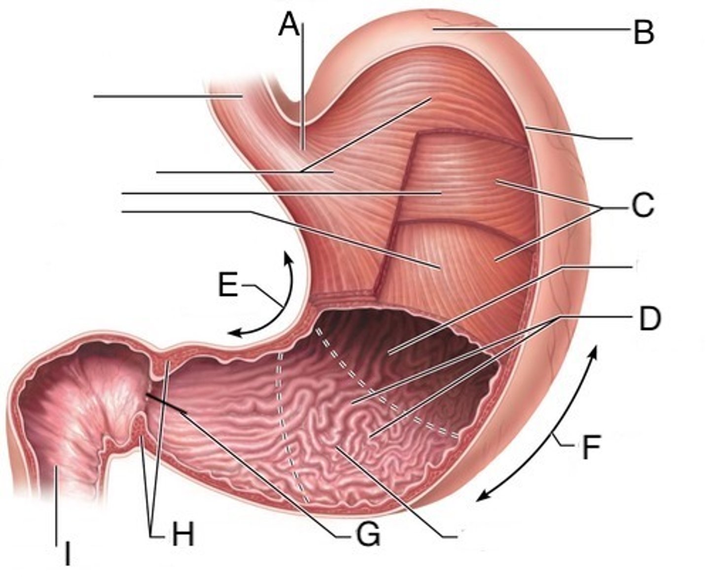 <p>What is the body feature A</p>