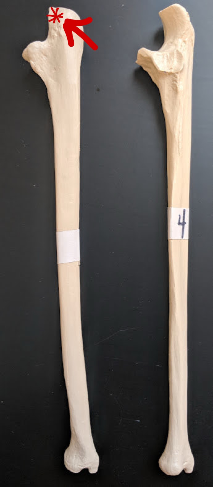 <p>Name this structure</p>