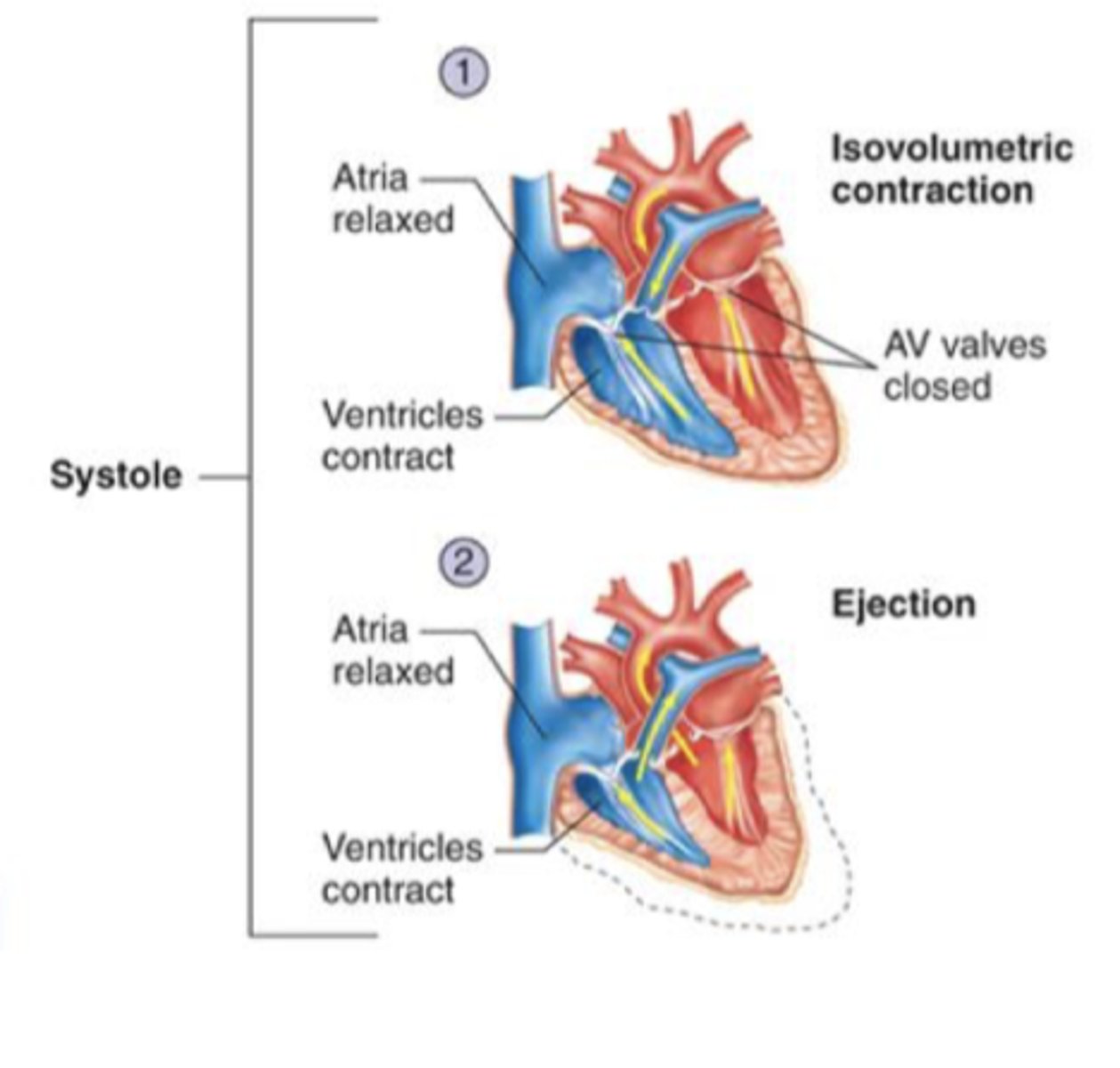 <p>Contraction of the heart</p><p>- ejection of blood</p><p>Events:</p><p>1. Isovolumetric contraction</p><p>2. Ejection</p>