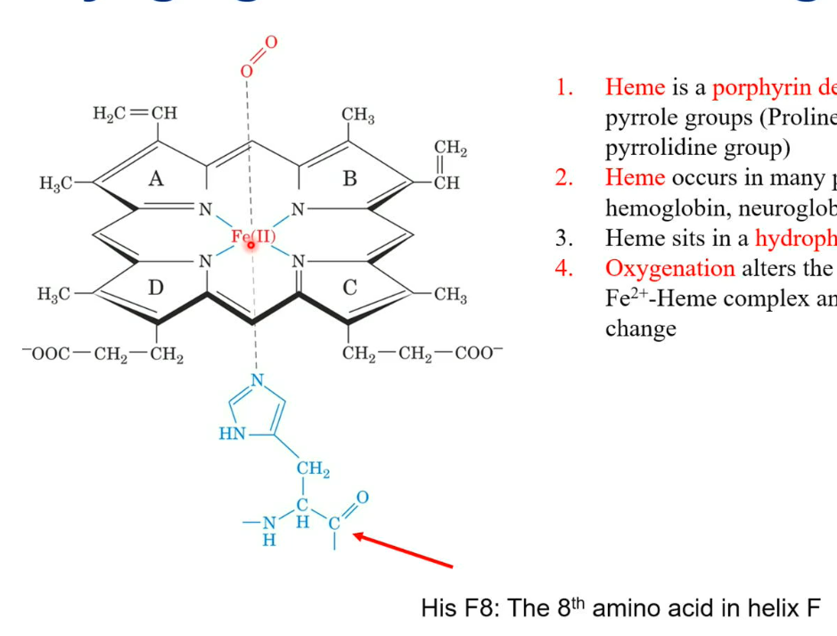 <p>Heme is a porphyrine derivative containing four pyrrole groups (proline side chain is a pyrrolidine group). There is also a histidine side chain, which comes from the F helix (on the myoglobin) 8th amino acid. On the other side, there is oxygen, which binds to the iron.</p><ul><li><p>Heme occurs in many proteins: myoglobin, hemoglobin, neuroglobin, cytochrome, etc.</p></li><li><p>Oxygenation alters the electronic state of the Fe<sup>2+</sup>- Heme complex and causes the colour change (purple to red)</p></li></ul><p></p>