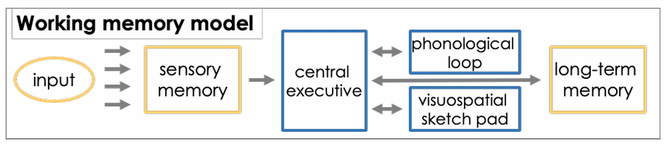 <ol><li><p><strong><u>Central executive:</u></strong> controls attention and coordinates the phonological loop and visuospatial sketchpad. It manages tasks like switching attention, inhibiting distractions, and supporting higher cognitive functions like problem-solving.</p></li><li><p> <strong>phonological loop: </strong>holds verbal and auditory information</p></li><li><p><strong>visuospatial sketch pad: </strong>holds visual and spatial information</p></li></ol><p></p>