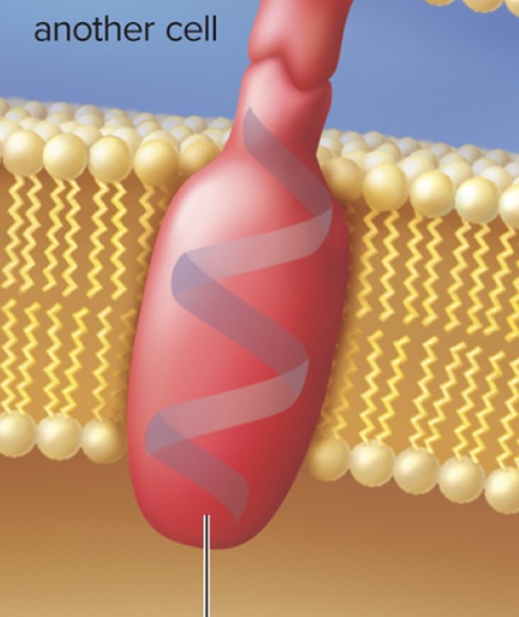 <ul><li><p>cells <strong>adhere</strong> to one another and extracellular materials through membrane proteins</p></li></ul>