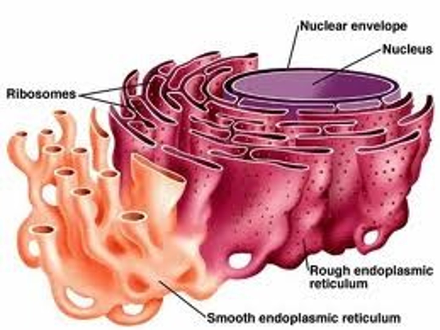 <p>The endoplasmic reticulum (ER) is a eukaryotic organelle that forms an interconnected network of tubules, vesicles, and cisternae within cells. Rough endoplasmic reticula synthesize proteins, while smooth endoplasmic reticula synthesize lipids and steroids, metabolize carbohydrates and steroids (but not lipids), and regulate calcium concentration, drug metabolism, and attachment of receptors on cell membrane proteins. Sarcoplasmic reticula solely regulate calcium levels.</p>