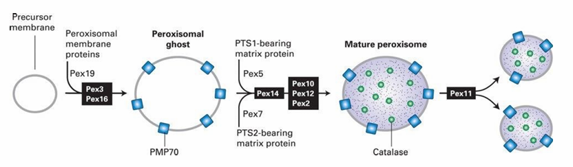 <ul><li><p>Peroxisomal proteins are synthesized in the cytosol then transported to the peroxisome&nbsp;</p></li><li><p>Peroxisomal membrane proteins (PMP70) attached to precursor membranes creates&nbsp;‘peroxisomal ghost’&nbsp;</p></li><li><p>They’re used to transport peroxisomal matrix proteins such as catalase inside&nbsp;</p></li><li><p>More proteins synethesized = more growth of peroxisome&nbsp;</p></li><li><p>New peroxisomes can form by fission&nbsp;</p></li><li><p>This lets cells make more peroxisomes and give them to new cells</p></li></ul><p></p>