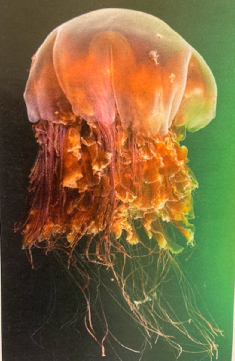 <p>tentacles up to 127 feet</p>