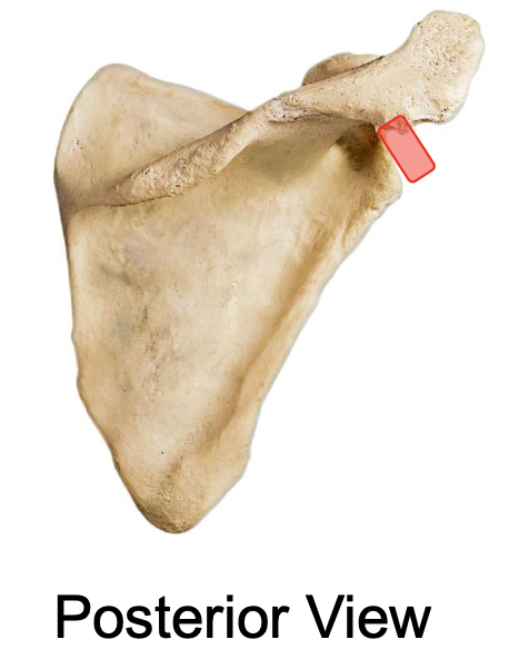 <p>posterior view of glenoid cavity of the scapula</p>