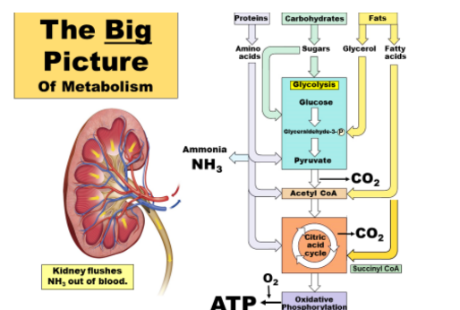 <p>through the kidney cus it flushes NH3, out of Blood </p>