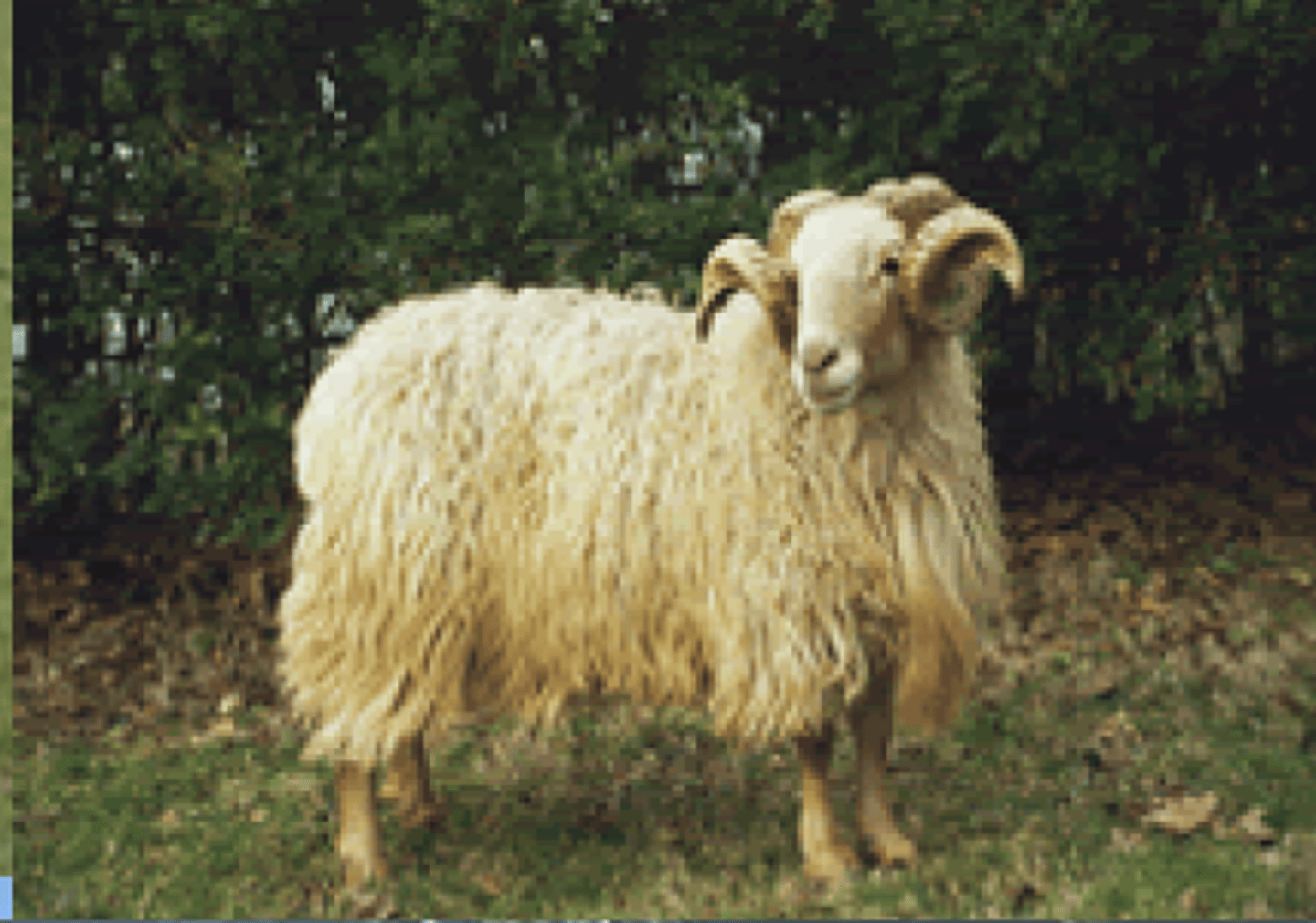 <p>black or reddish face, long and coarse fleece, not curly, very straight wool, milk and meat, semi-extensive</p>