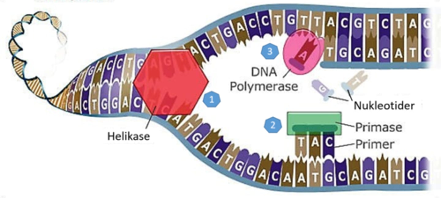 <p>1. Åpningen av DNA molekylet - Kopieringen starter på bestemte steder. Her blir molekyler åpnet opp på langs. Enzymer helikase åpner DNA molekylet og sørger for at hydrogenbindingene mellom basene i nukleotidene blir brutt slik at DNA-trådene går fra hverandre. </p><p>2. Start AV kopieringen - Enzymet primase sørger for å sette i gang byggningen av nye DNA tråder. Primasen lager en starttråd som kalles en primer. Primeren gjør at enzymer som skal sette sammen byggesteinene vet hvor det skal begynne.</p><p>3. Bygging av DNA-tråden - DNA-polymerase legger ett og ett nukleotid til primeren og setter nukleotidene sammen til nye DNA-tråder, der hvor det er en A i foreldretråden settes det inn en T i dattertråden osv.</p>