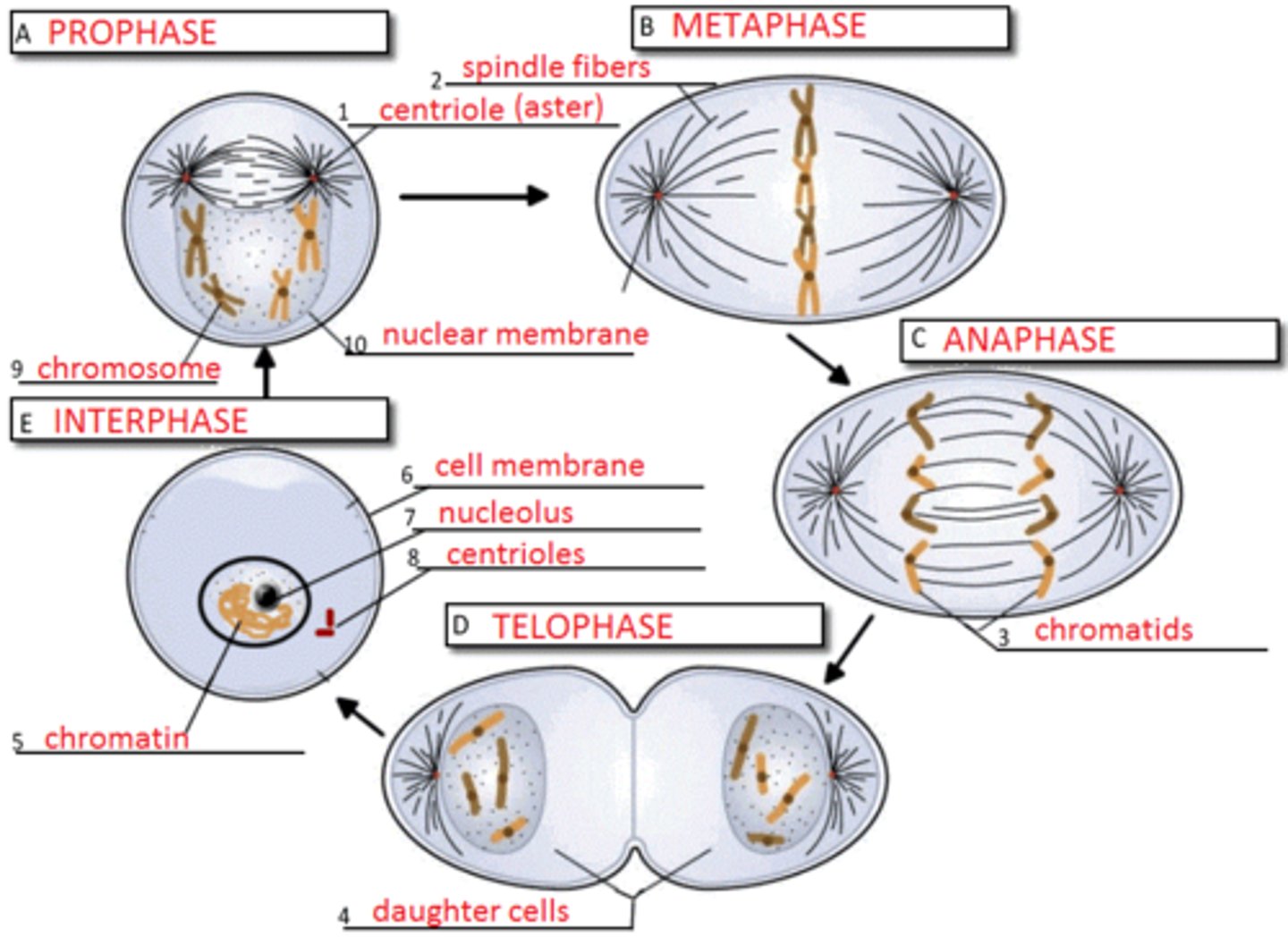 <p>A process of nuclear division in eukaryotic cells conventionally divided into five stages: prophase, prometaphase, metaphase, anaphase, and telophase. Mitosis conserves chromosome number by allocating replicated chromosomes equally to each of the daughter nuclei.</p>