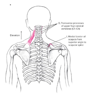 <p><strong><u><span style="font-family: Arial, sans-serif">Origin</span></u></strong><span style="font-family: Arial, sans-serif">: Transverse processes of superior/upper 4 cervical vertebrae</span></p><p><strong><u><span style="font-family: Arial, sans-serif">Insertion</span></u></strong><span style="font-family: Arial, sans-serif">: Medial border of scapular (from superior angle to scapular spine)</span></p><p><strong><u><span style="font-family: Arial, sans-serif">Action(s)</span></u></strong><span style="font-family: Arial, sans-serif">: Elevation, weak downward rotation, weak adduction</span></p><p><strong><u><span style="font-family: Arial, sans-serif">Antagonist</span></u></strong><span style="font-family: Arial, sans-serif">: Lower fibers of trapezius and pectoralis minor</span></p>