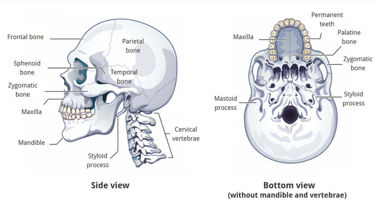<p>Maxilla (upper jaw and most of the hard palate)</p><p>Mandible (lower jaw)</p><p>Frontal bone </p><p>Zygomatic bone</p><p><strong>Sphenoid bone</strong></p><p>Temporal bone</p><p>Parietal bone</p><p><strong>Styloid process</strong></p>