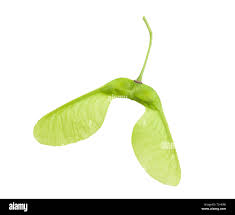 <p><span style="background-color: transparent;"><span>winged fruit pericarp forms a wing-like structure (wind dispersal)</span></span></p>