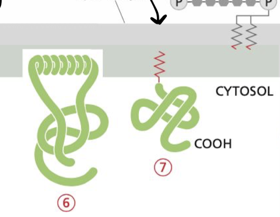 <p>Proteins attached to cystolic (facing inside of cell) either by an amphiphilic alpha helix exposed on the surface of the protein or by one or more covalently attached lipid chains.</p>