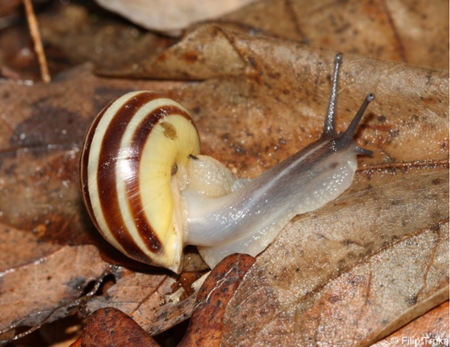 <p>pásovka keřová </p>