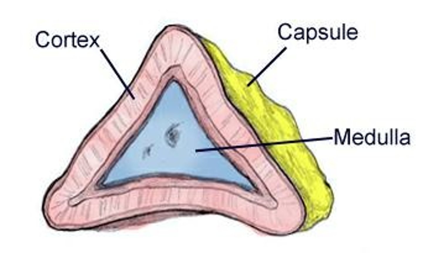 <p>Endocrine organs located on top of the kidneys that produce hormones like cortisol and adrenaline.</p>