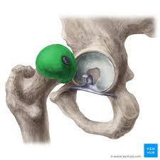 <p>what is this of the femur?</p>