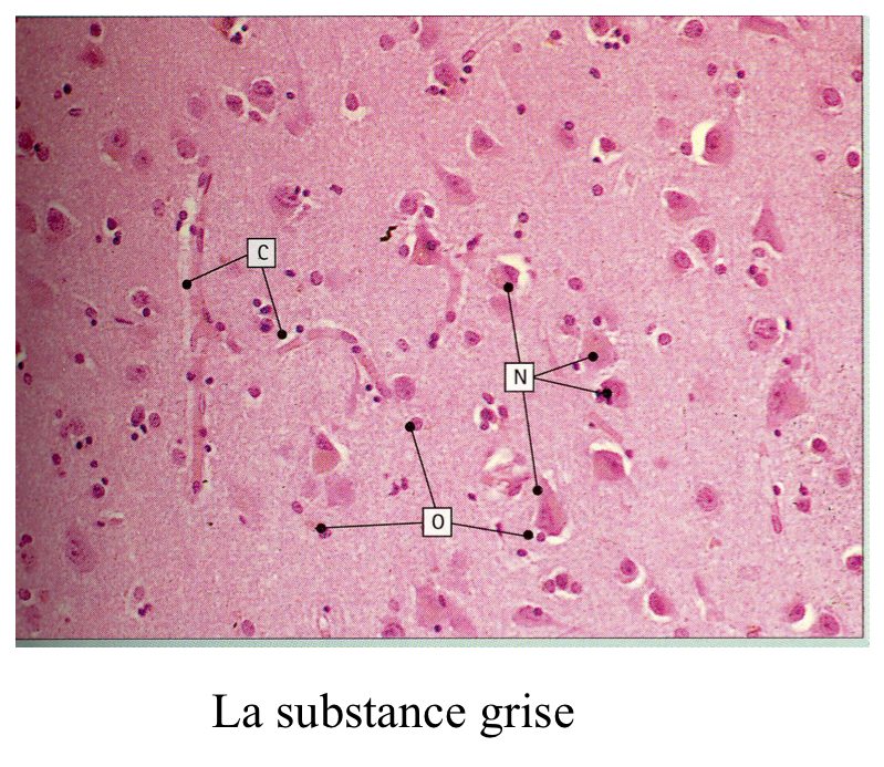 <p><span>substance grise en bordue à la périphérie</span></p><p><span>dans la subtances grise: des neurons entourée de nevroglie. la nevroglie à ce niveau contient bcp de dendrocytes, on va trouver des oligdendrocytes dans cette région qui sont non myélinisantes, retrouve aussi des capillaires dans substance grise. </span></p>