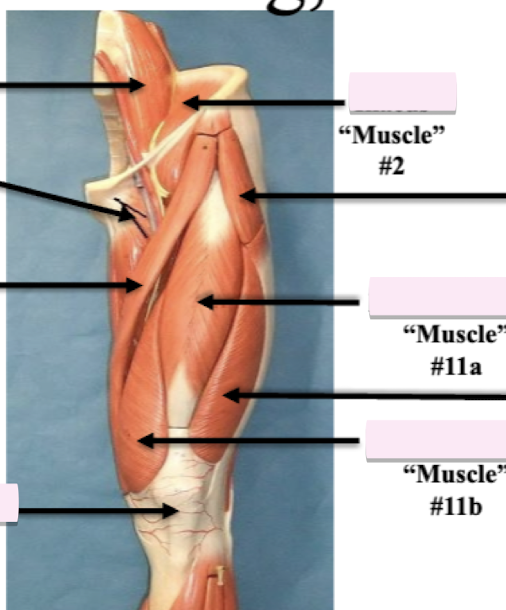 <p>Label muscle #2 </p>