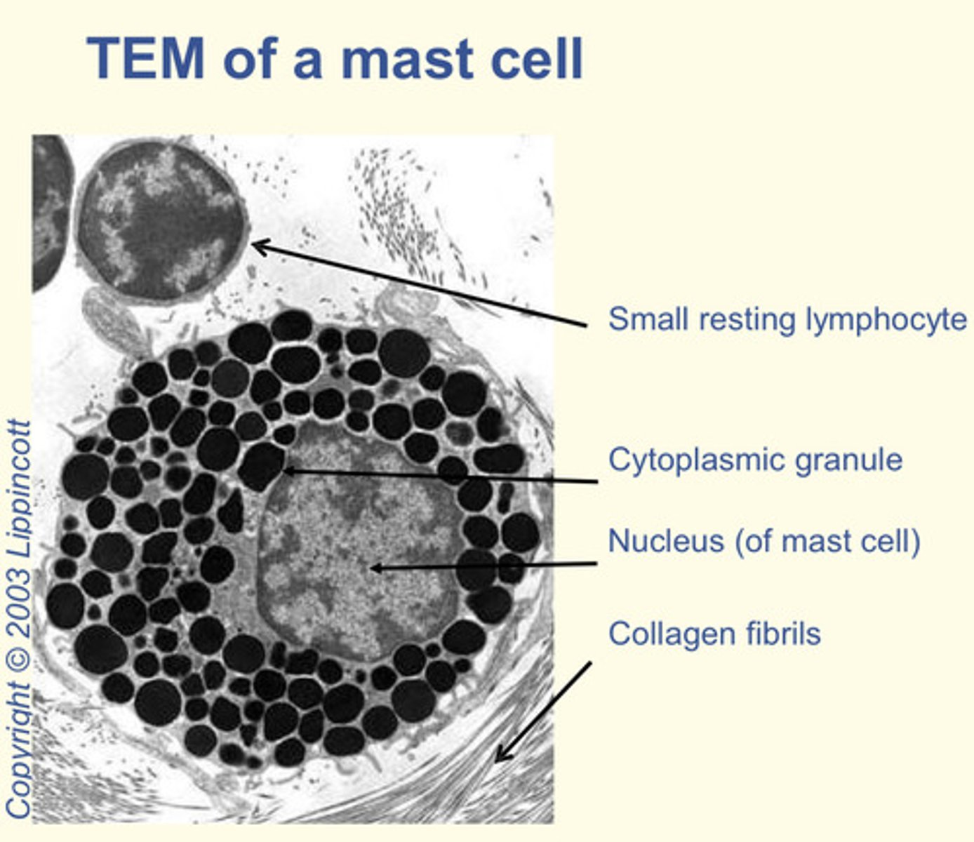 <p>Connective tissue</p>
