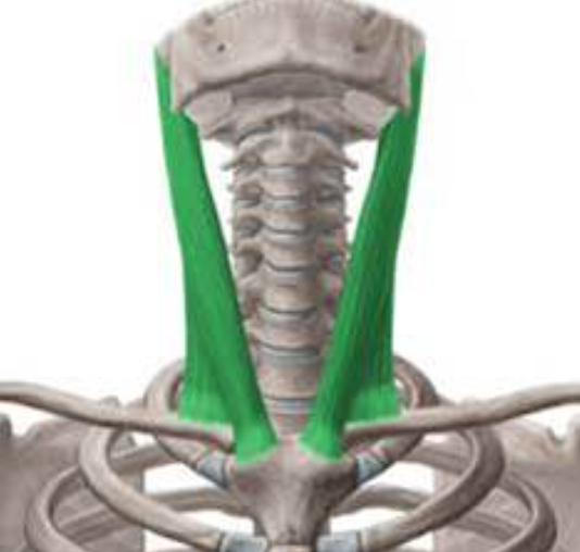 * Primarily elevates sternum in sagittal plane (pump handle effect)
* Increases A-P dimension in upper thorax 
* Innervated: spinal part CN 11