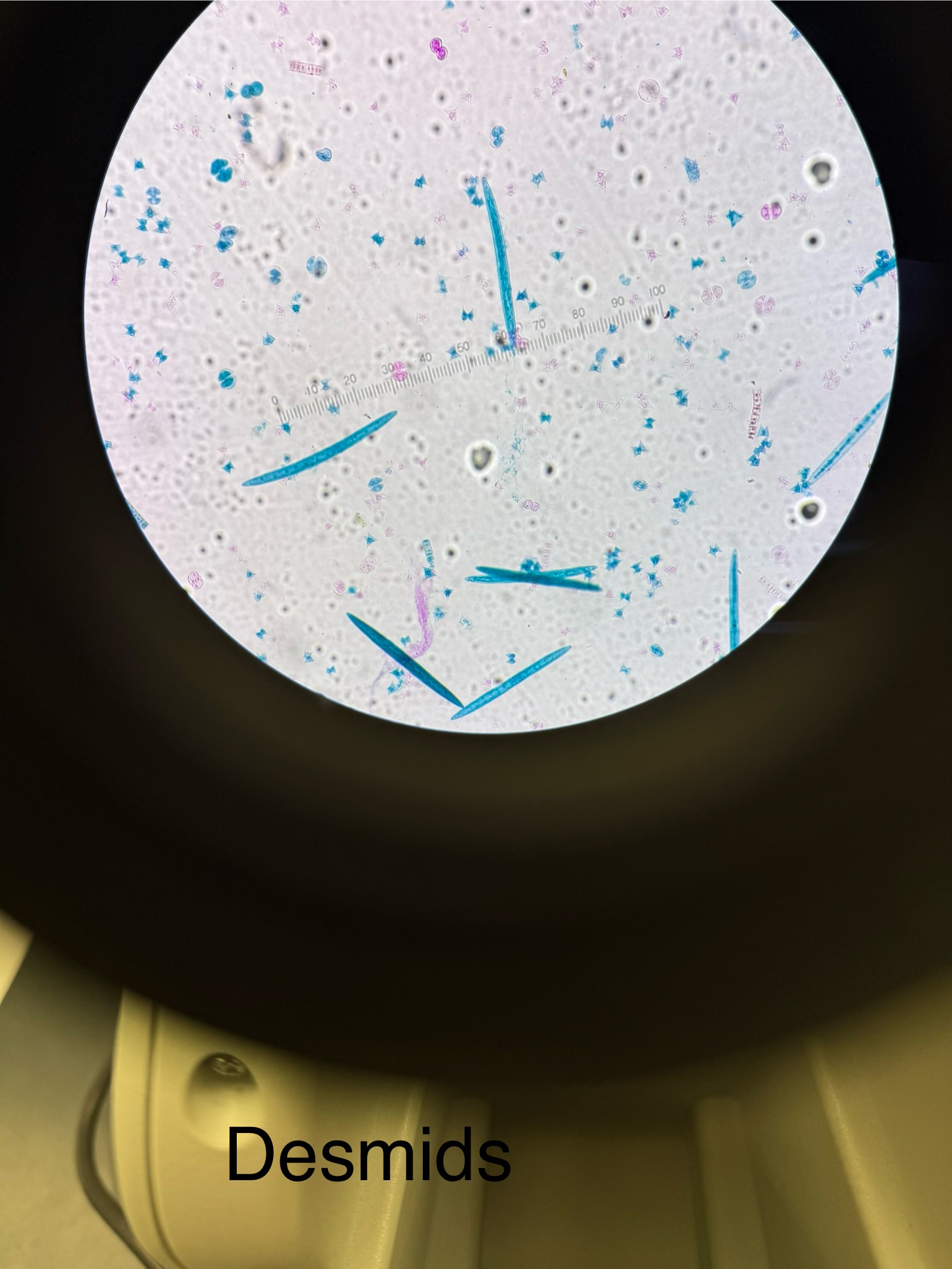 <p>Domain: Eukarya</p><p>Kingdom: Protista</p><p>Phylum: Chlorophyta </p><p>Cell walls made of cellulose &amp; pectin</p><p>Aquatic organisms (some freshwater some marine)</p><p>Shapes: bow tie; mushroom (2 symmetrical halves); long ones too</p>