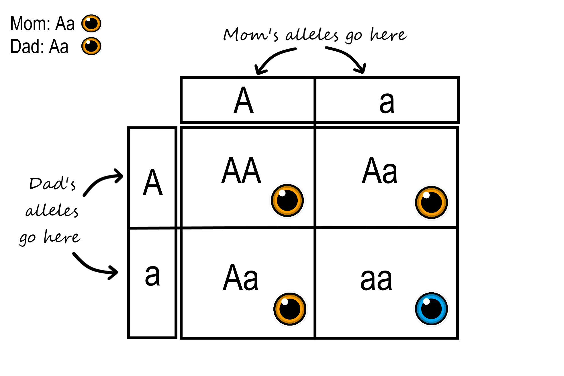 <p>How would you use a Punnett square?</p>