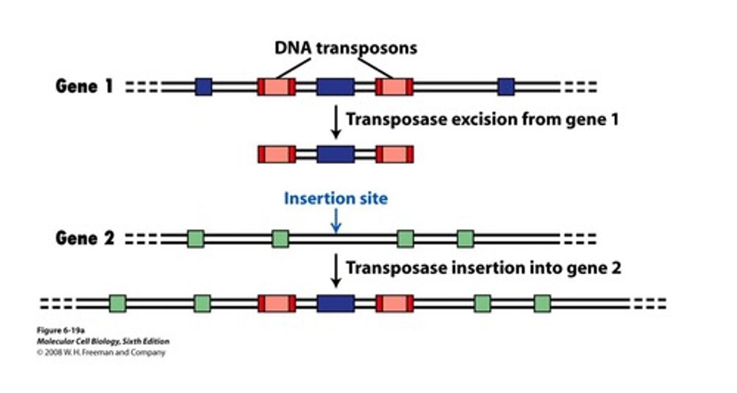 <p>Genetic rearrangement where genetic elements are capable of moving around the genome.</p>