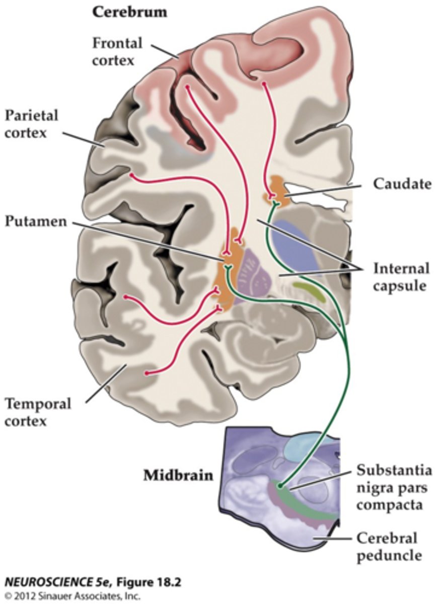 <p>corticostriatal pathways</p>