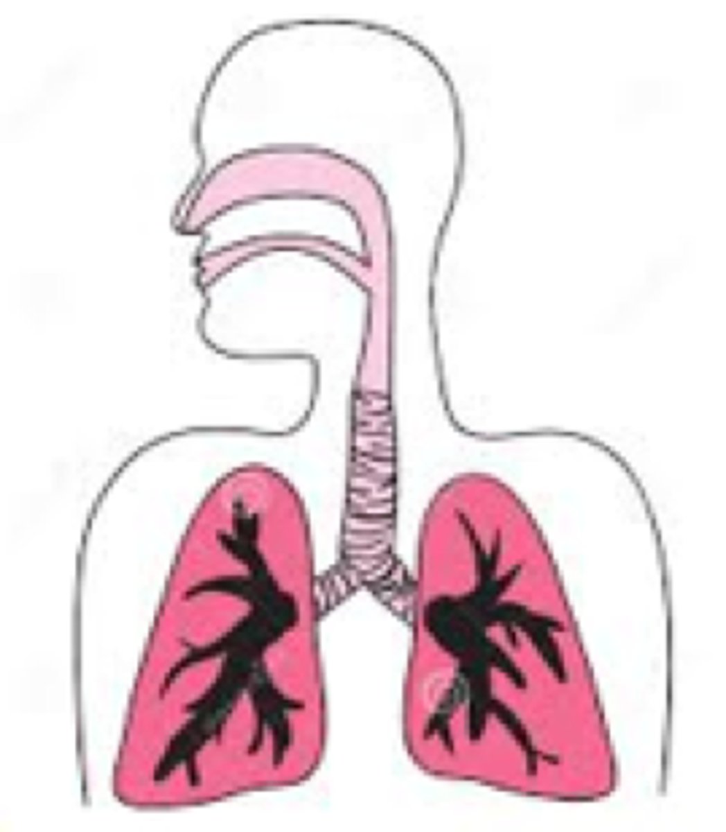 <p>Intake of oxygen and removal of</p><p>carbon dioxide from body, exchanges gases in the lungs</p>