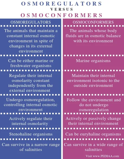 <p>Osmoregulators</p><ul><li><p>All other marine fish that live in <strong>seawater </strong>aside from osmoconformers</p></li><li><p>Freshwater fish</p></li></ul><p>Osmoconformers</p><ul><li><p>Marine invertebrates and marine fish with cartilage-based skeletons</p></li></ul><p></p>