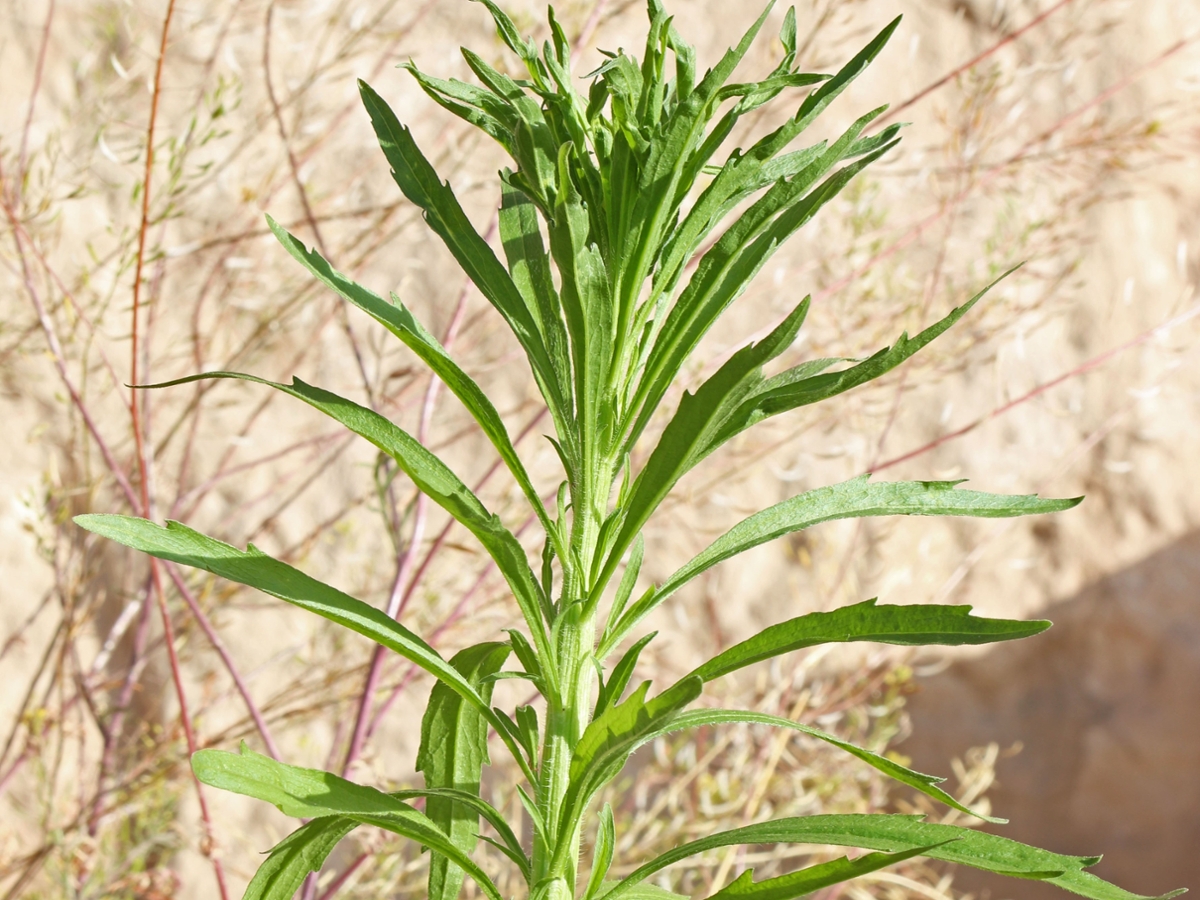 <p>Horseweed, marestail scientific name</p>
