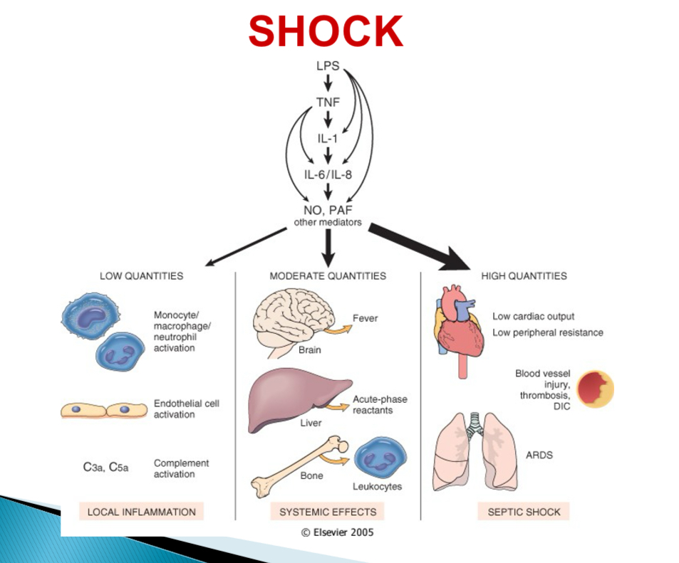 <p>Activation of monocytes, endothelial cells, complement → cascade → local acute inflammation + bacterial clearance </p>