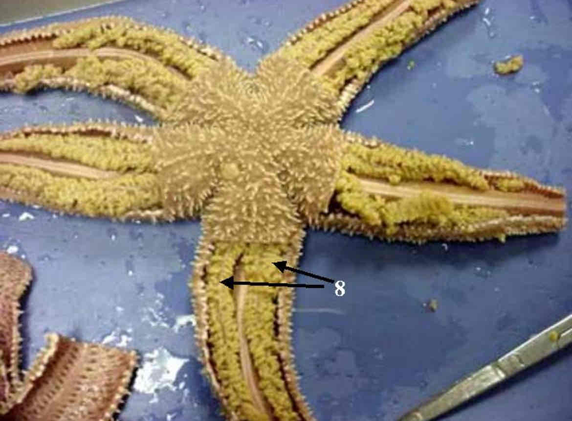 <p>Identify this structure</p>