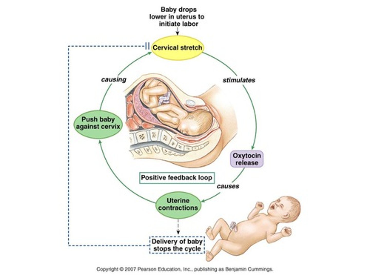 <p>- Baby pushes against uterus causing cervix to stretch<br>-Streching of the cervix sends nerves to brain<br>-The Brain stimukates the pituary to release oxytosis<br>-oxytocin causes the uterus to conatct<br>- Baby pushes against uterus causing cervix to stretch</p>