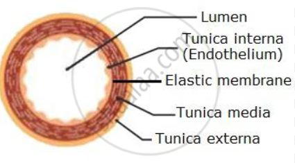 <ul><li><p>transport deoxygenated blood from the body to the heart (bar the pulmonary vein)</p></li><li><p>thin muscle layer &gt; blood is transported at low pressure, vasoconstriction isn’t needed to control blood flow</p></li><li><p>thinner elastic layer &gt; blood is transported at low pressure, so no stretch/recoil is required to prevent bursting</p></li><li><p>wide lumen &gt; maximises the blood volume able to be transported to the heart</p></li><li><p>valves &gt; prevent backflow as blood is transported at low pressure </p></li></ul><p></p>