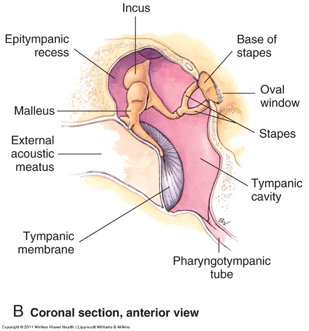 <p>tiny mobile bones</p><ul><li><p><span>malleus, incus, stapes</span></p></li></ul><p></p>