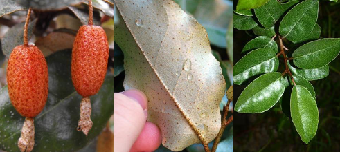 <p>Elaeagnaceae</p><p>Elaeagnus pungens</p>