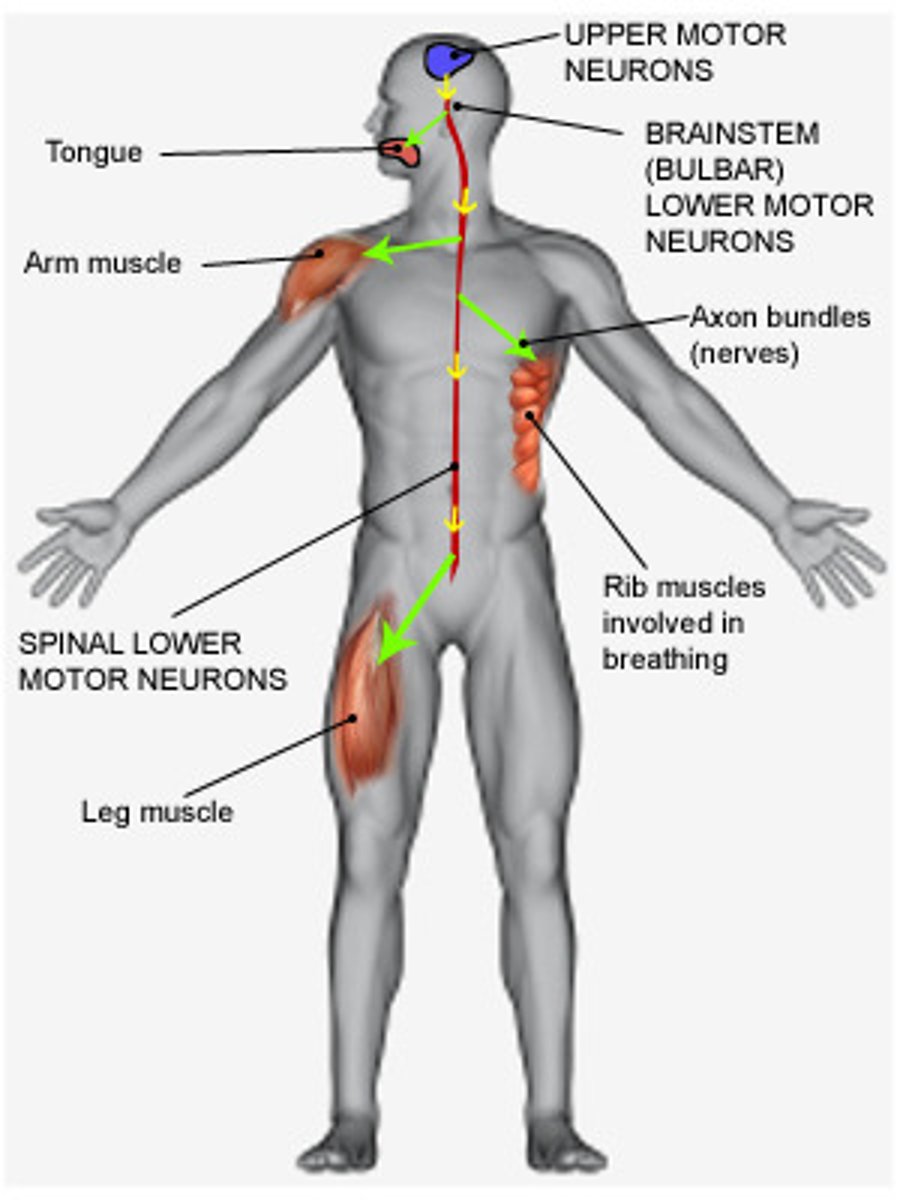 <p>What is the name of a motor neuron that originates on the pre-central gyrus?</p>