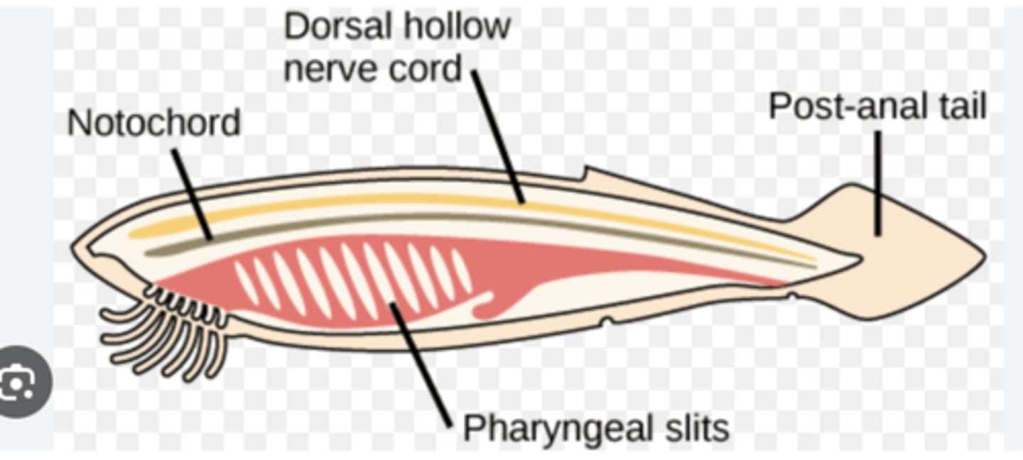 <p>-Notochord</p><p>-Dorsal hollow nerve cord</p><p>-Pharyngeal slits</p><p>-Post-anal tail</p><p>-Endostyle (found in invertebrate Chordates)</p>