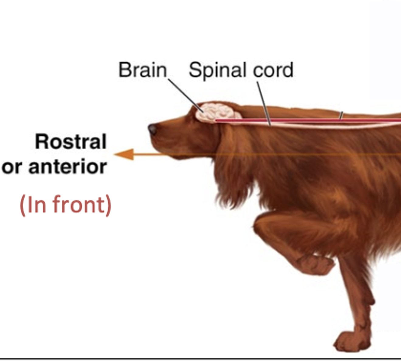 <p>Pertaining to the nose end of the head or toward the nose.</p>