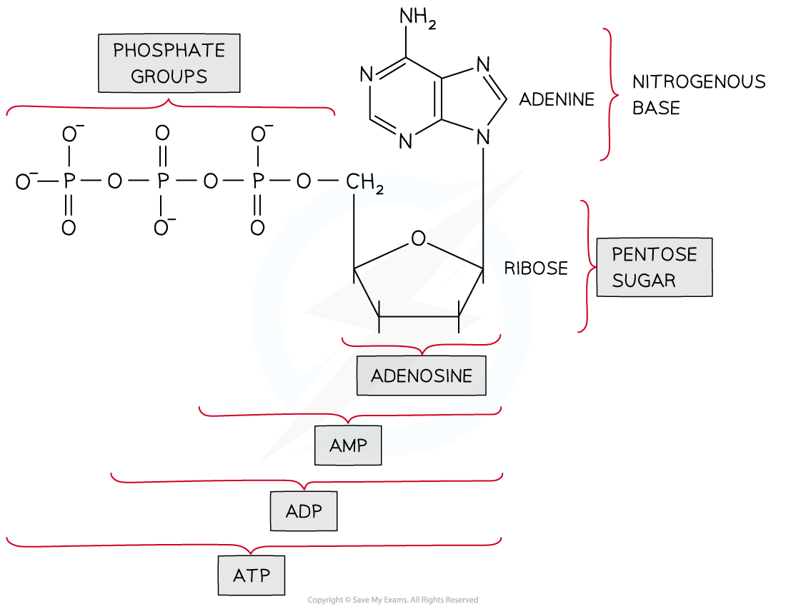 <ul><li><p>ribose sugar</p></li><li><p>adenine base</p></li><li><p>three phosphate groups</p></li></ul><p></p>